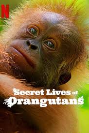 Orangutanların Gizli Yaşamı (Secret Lives of Orangutans) izle